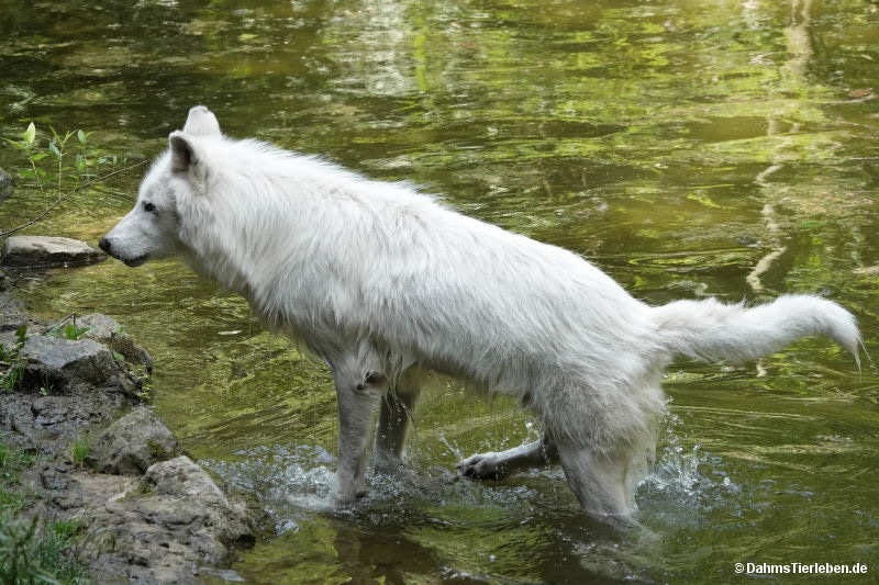 Canis lupus hudsonicus-5