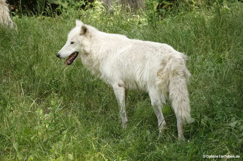 Canis lupus hudsonicus
