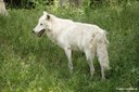 Canis lupus hudsonicus