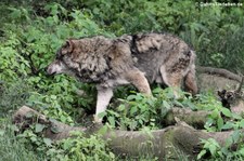 Eurasischer Wolf (Canis lupus lupus) im Zoo Osnabrück