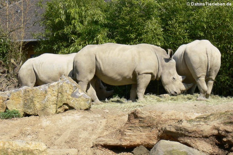 Ceratotherium simum simum