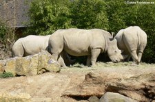 Südliches Breitmaulnashorn (Ceratotherium simum simum) im Zoo Osnabrück