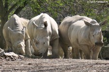 Südliches Breitmaulnashorn (Ceratotherium simum simum) im Zoo Osnabrück