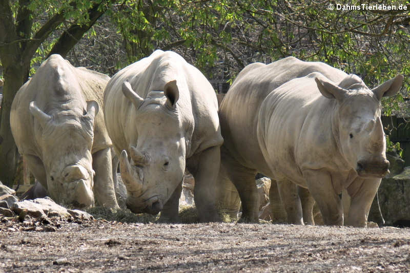 Südliche Breitmaulnashörner (Ceratotherium simum simum)