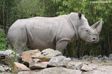 Südliches Breitmaulnashorn (Ceratotherium simum simum) im Zoo Osnabrück