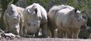Ceratotherium simum simum