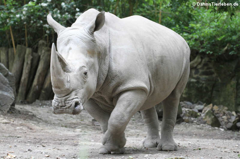 Südliches Breitmaulnashorn (Ceratotherium simum simum)