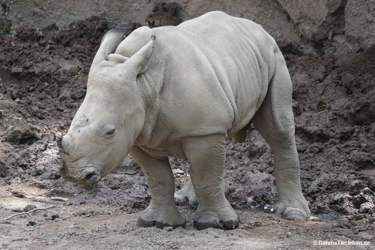 Ceratotherium simum simum