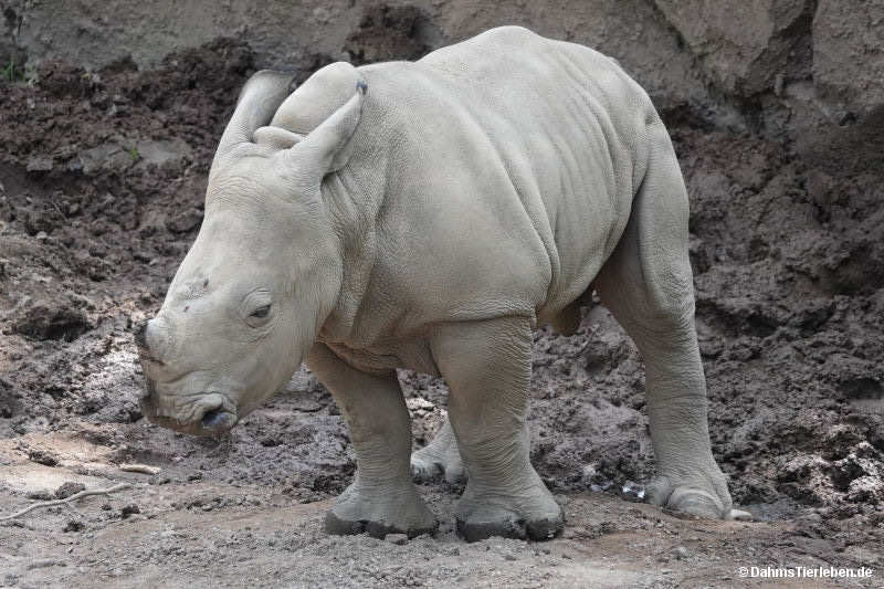 Ceratotherium simum simum-4