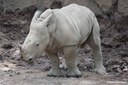 Ceratotherium simum simum