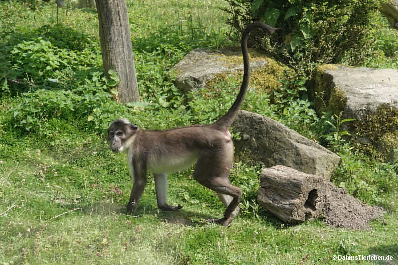 Cercocebus lunulatus