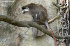 Schmidt-Weißnasenmeerkatze (Cercopithecus ascanius schmidti) im Zoo Osnabrück