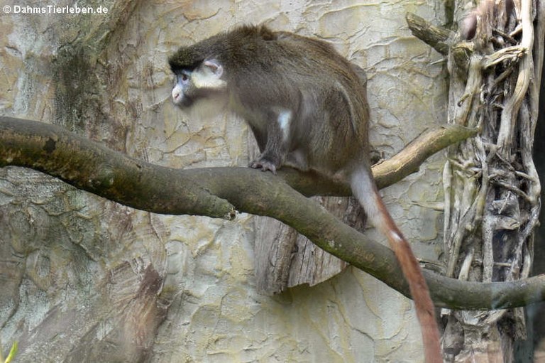 Cercopithecus ascanius schmidti