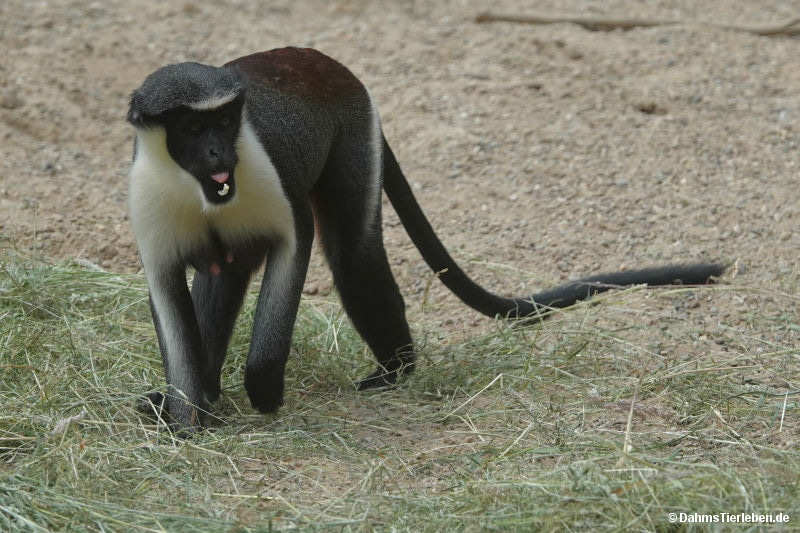 Dianameerkatze Cercopithecus diana-2