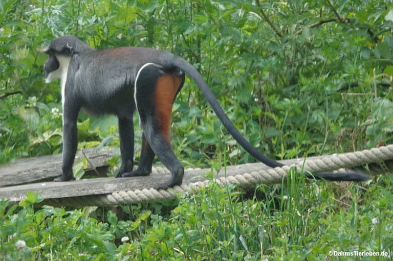 Cercopithecus diana