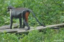 Cercopithecus diana