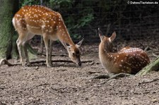 Vietnam-Sikahirsch (Cervus nippon pseudaxis) im Zoo Osnabrück