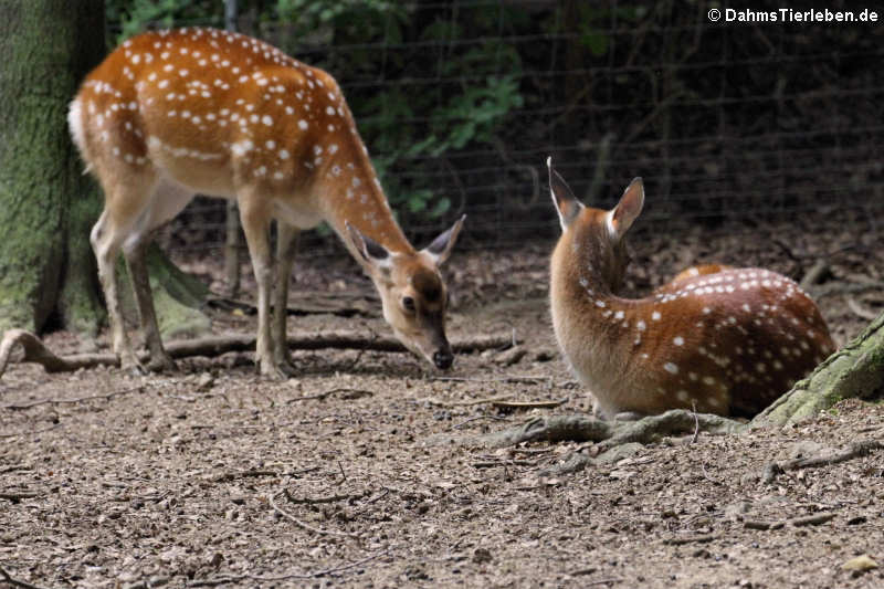 Cervus nippon pseudaxis