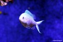 Chromis viridis