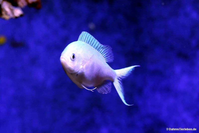 Chromis viridis