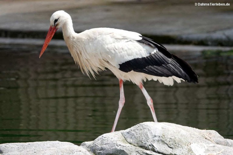 Ciconia ciconia