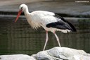Ciconia ciconia