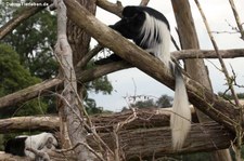 Kikuyu-Guereza (Colobus guereza kikuyuensis) im Zoo Osnabrück