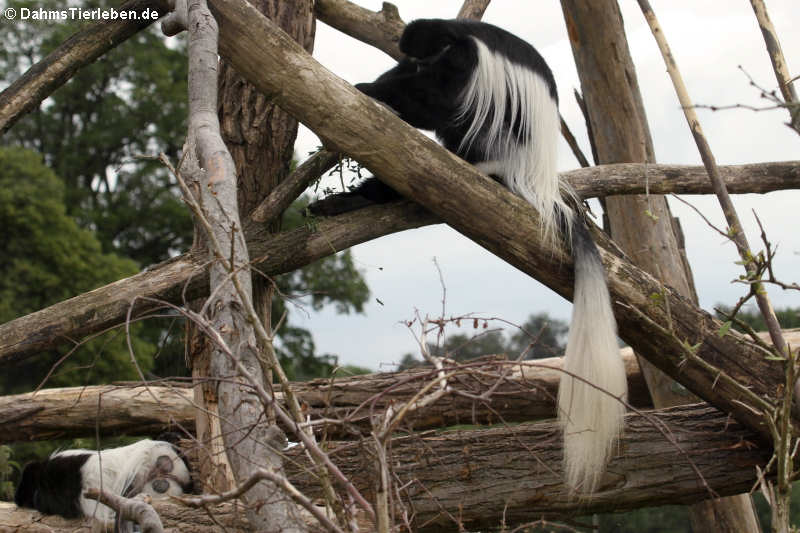 Colobus guereza kikuyuensis