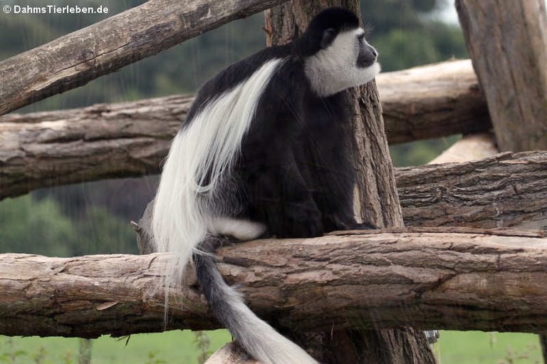 Colobus guereza kikuyuensis