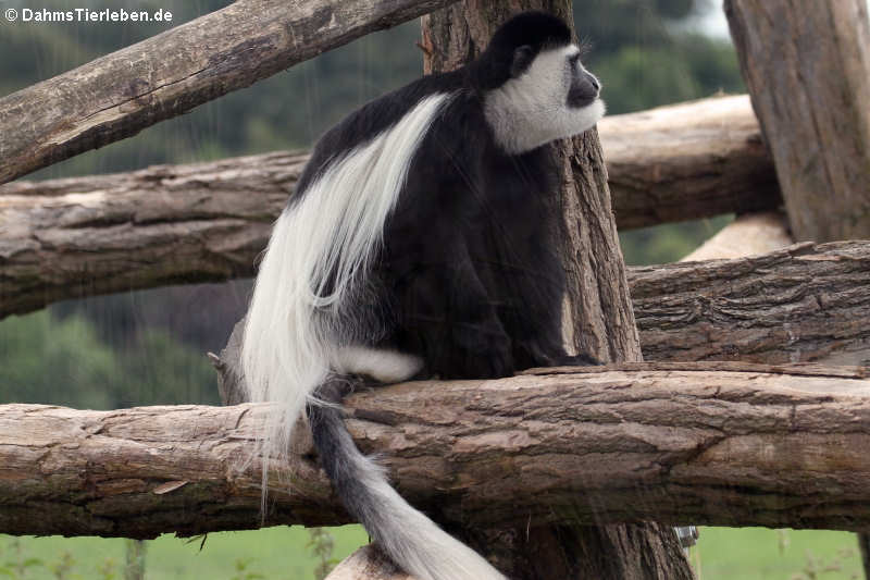 Mantelaffe oder Guereza (Colobus guereza kikuyuensis)