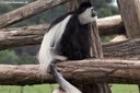 Colobus guereza kikuyuensis