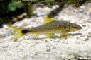 Crossocheilus reticulatus