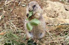 Schwarzschwanz-Präriehund (Cynomys ludovicianus) im Zoo Osnabrück