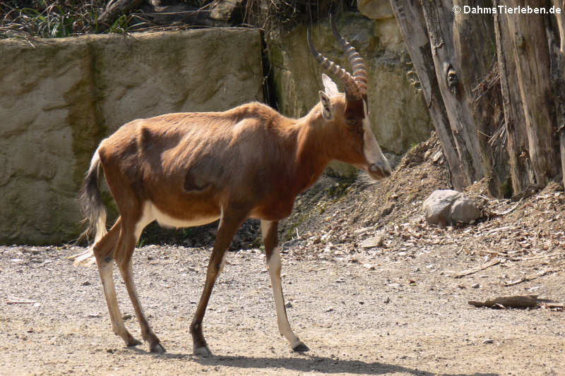 Blessbock (Damaliscus pygargus phillipsi)