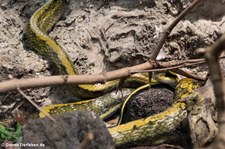 Taiwan Schönnatter (Elaphe taeniura frisei) im Zoo Osnabrück