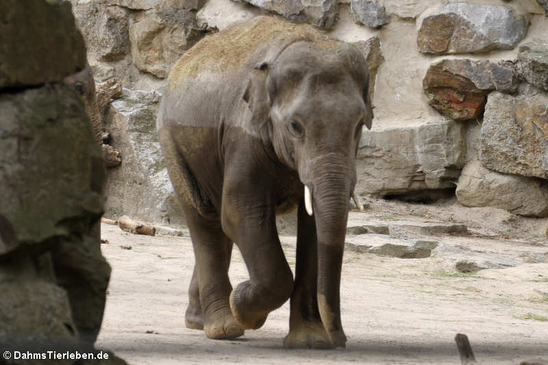 Asiatischer Elefant (Elephas maximus)