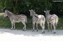 Equus quagga chapmani