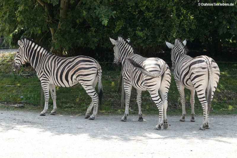 Equus quagga chapmani