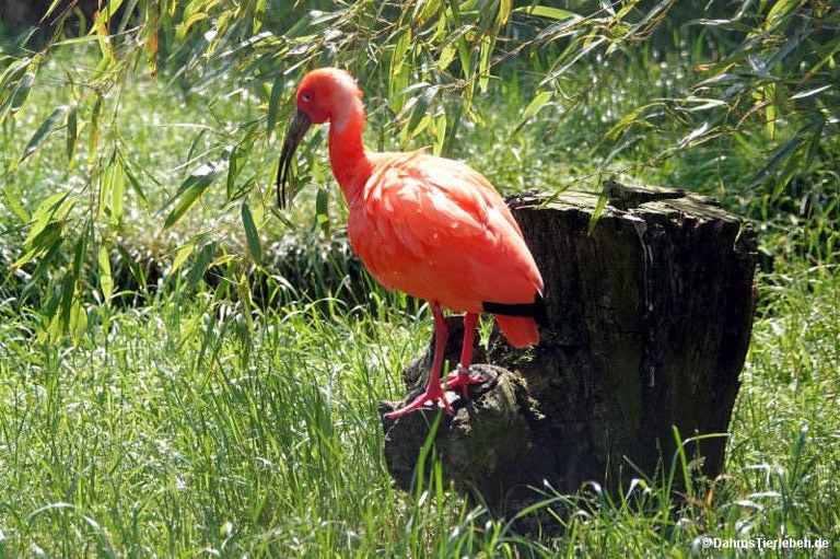 Eudocimus ruber