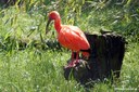 Eudocimus ruber