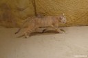 Felis margarita thinobia