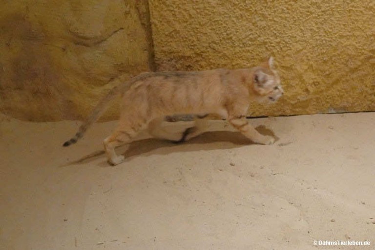 Felis margarita thinobia