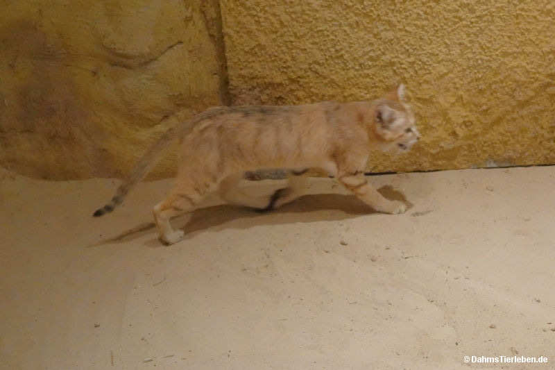 Felis margarita thinobia