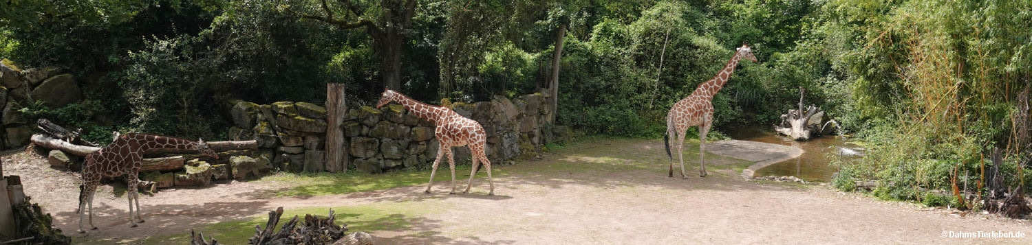 Giraffa reticulata