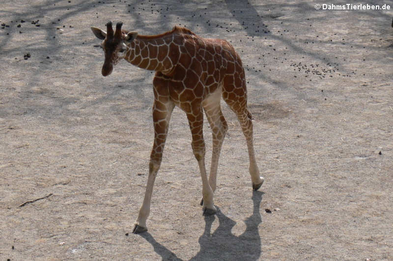 Netzgiraffe Giraffa reticulata-2