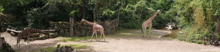 Giraffa reticulata