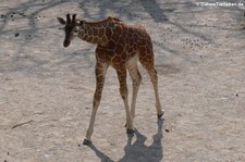 Netzgiraffe (Giraffa reticulata) im Zoo Osnabrück