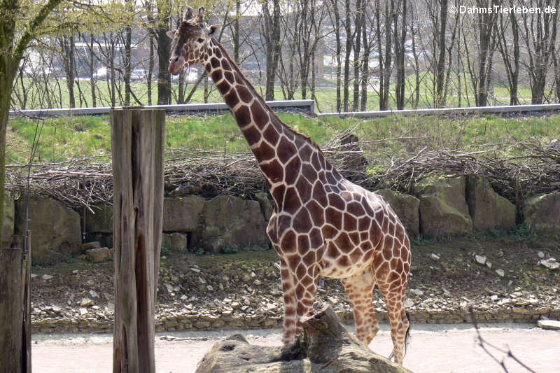 Netzgiraffe (Giraffa reticulata)