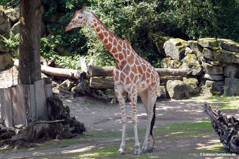 Giraffa reticulata-1