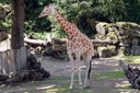 Giraffa reticulata